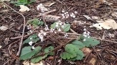Veronica californica