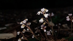 Veronica californica