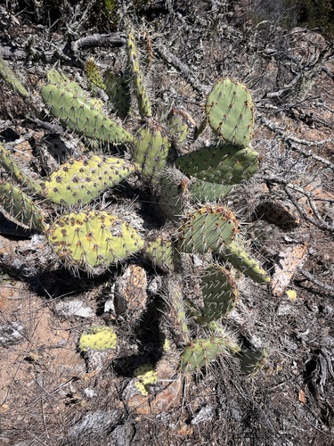 Coastal Pricklypear (Opuntia littoralis)