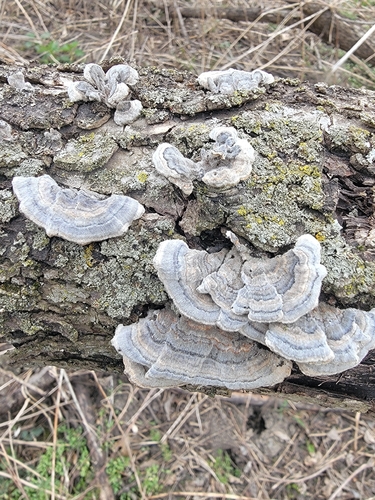 turkey-tail