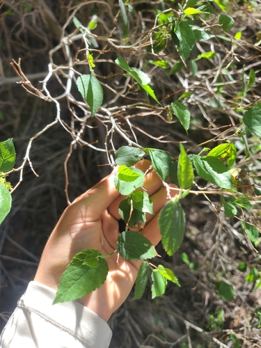 Texas mulberry (Morus microphylla)