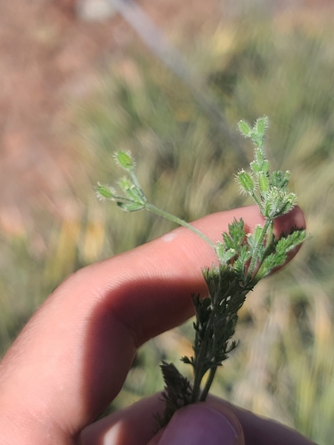 California Hedge Parsley (Yabea microcarpa)