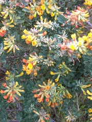 Acmispon dendroideus