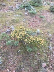 Acmispon dendroideus