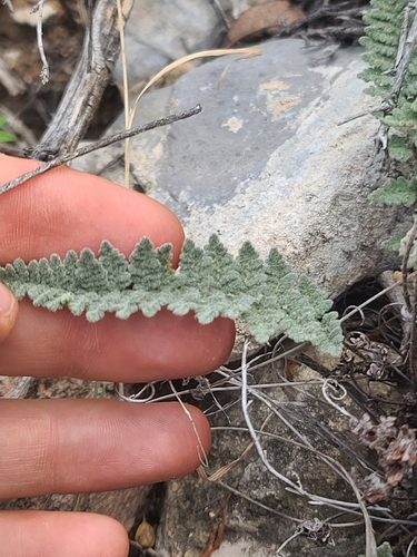 Eaton's lipfern (Myriopteris rufa)