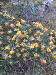 Acmispon dendroideus
