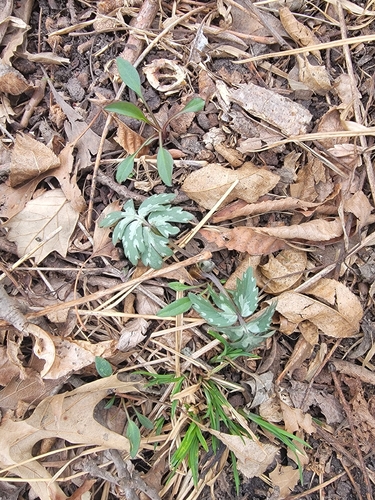 Virginia waterleaf