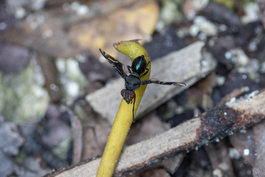 Cleitamia catharinae
