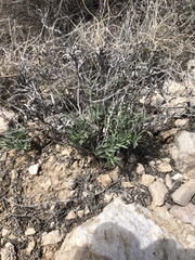 Oenothera lavandulifolia