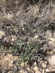 Oenothera lavandulifolia