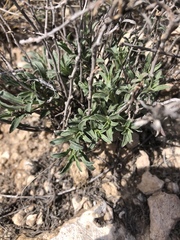 Oenothera lavandulifolia