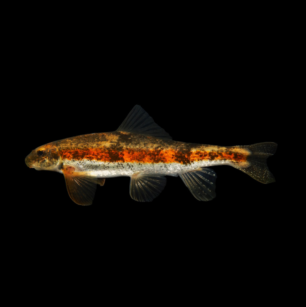 Torrent Sucker