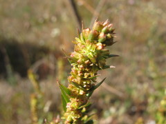Haloragis acutangula