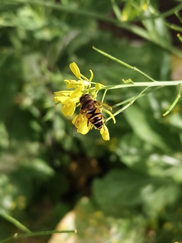 Eristalis cerealis