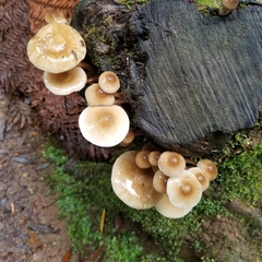 Collybia eucalyptorum