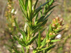 Haloragis acutangula