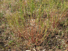 Haloragis acutangula