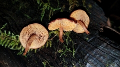 Gymnopilus oregonensis