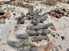 Haageocereus platinospinus, photograph (c) GREGORY ANTHONY PAUCA TANCO, some rights reserved (CC BY)