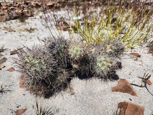 Cumulopuntia sphaerica, photograph 2
