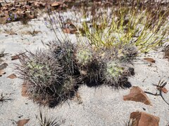 Cumulopuntia sphaerica, photograph (c) GREGORY ANTHONY PAUCA TANCO, some rights reserved (CC BY)