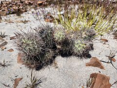 Cumulopuntia sphaerica, photograph (c) GREGORY ANTHONY PAUCA TANCO, some rights reserved (CC BY)