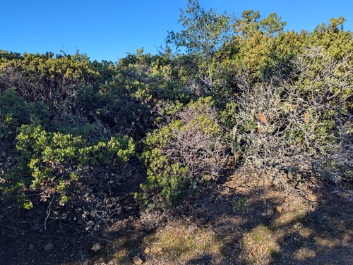 Arctostaphylos virgata, photograph 6