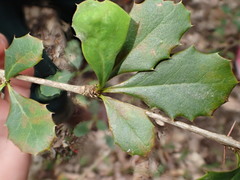 Berberis asiatica