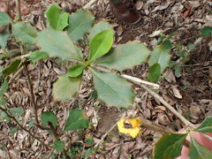 Berberis asiatica