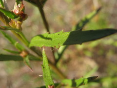 Haloragis acutangula