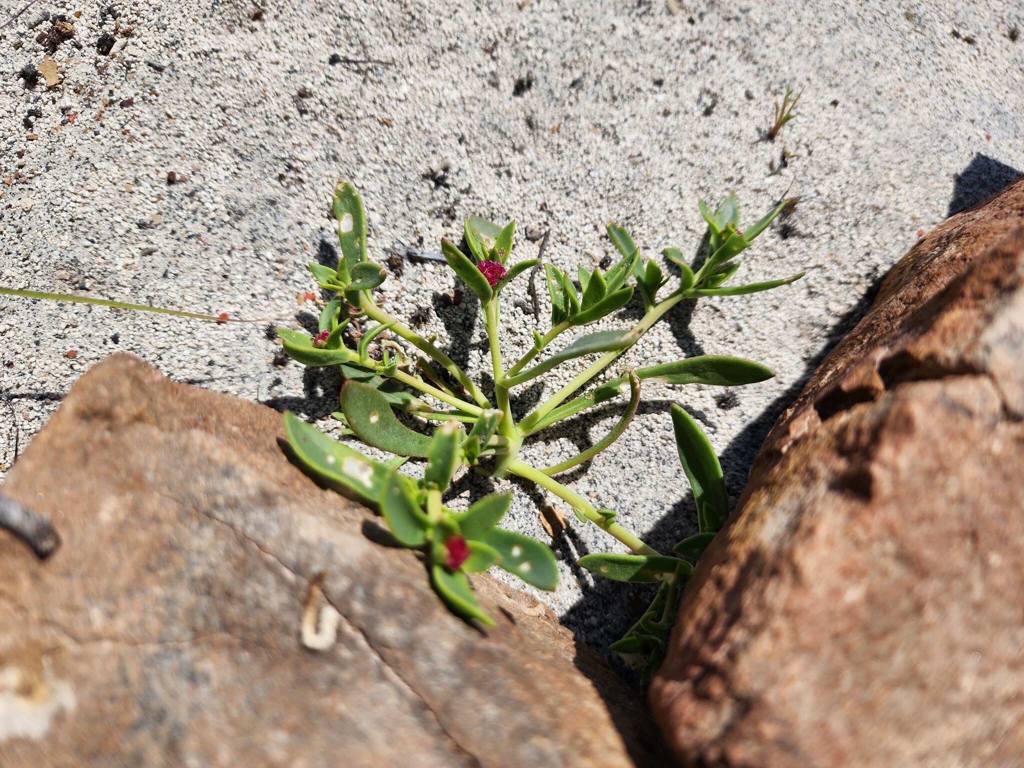 Philippiamra celosioides
