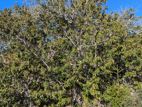 Golden chinquapin (Chrysolepis chrysophylla)