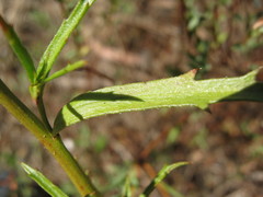 Haloragis acutangula