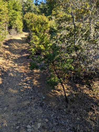 Marin manzanita (Arctostaphylos virgata)