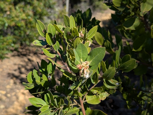 Arctostaphylos virgata, photograph 4