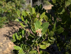 Arctostaphylos virgata, photograph (c) Alexander Wentworth, some rights reserved (CC BY)