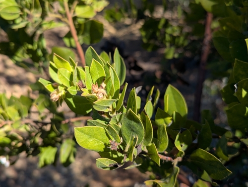 Arctostaphylos virgata, photograph 5