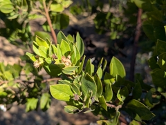 Arctostaphylos virgata, photograph (c) Alexander Wentworth, some rights reserved (CC BY)