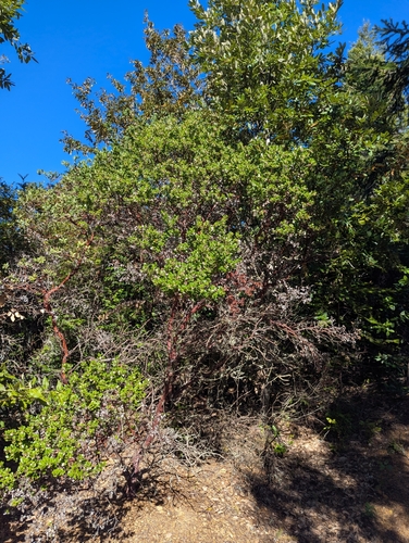 glossyleaf manzanita (Arctostaphylos sensitiva)