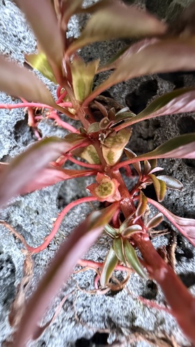 Ludwigia palustris observed 2026-03-29