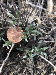 Oenothera lavandulifolia