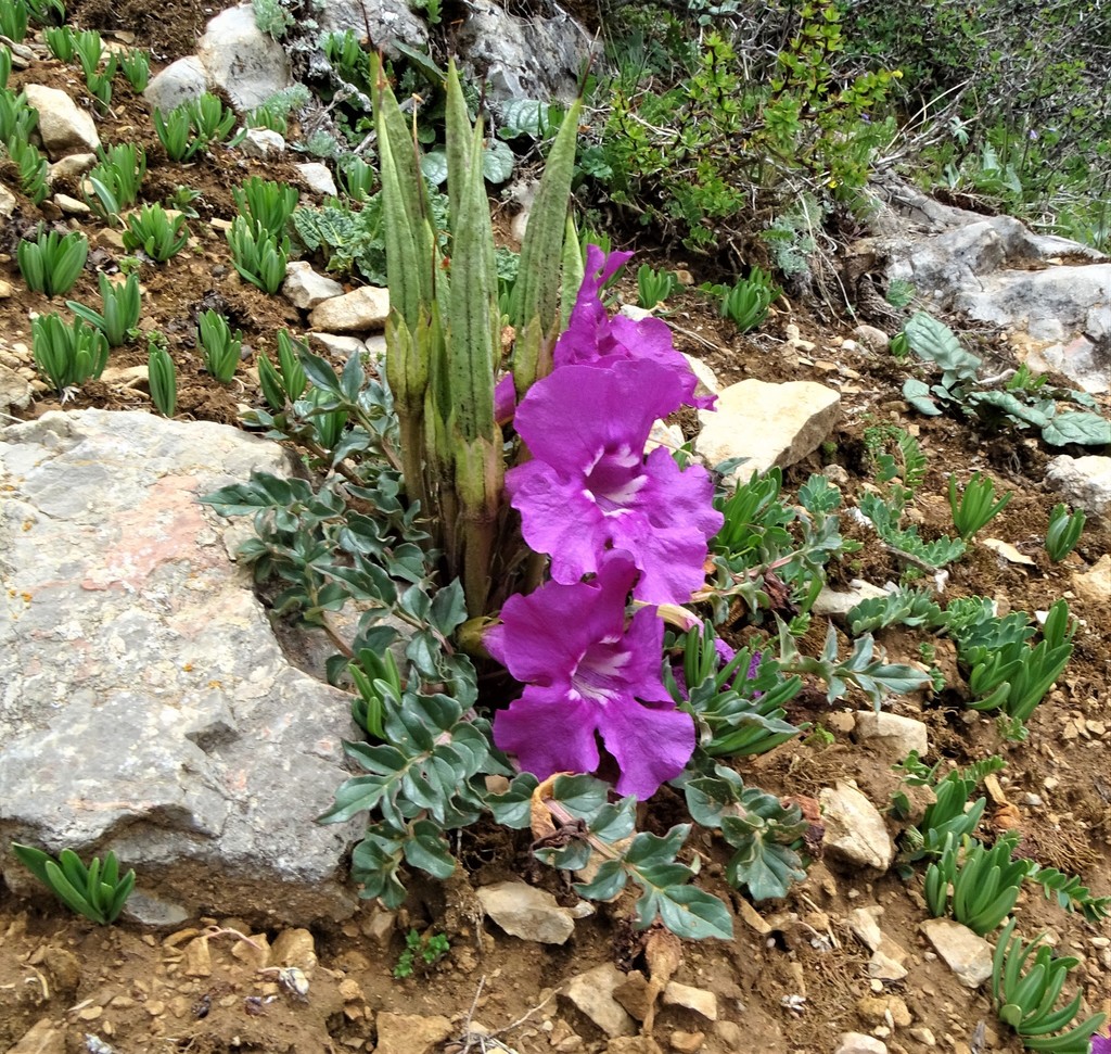 Dwarf Trumpet-flower