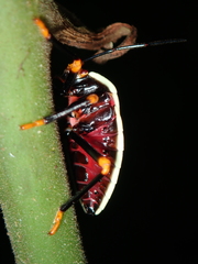 Brachystethus improvisus