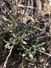 Oenothera lavandulifolia