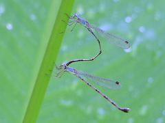 Indolestes tenuissimus
