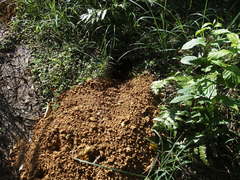 Manis pentadactyla pentadactyla