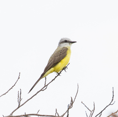 Tyrannus albogularis