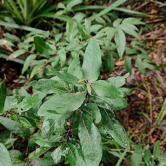 Campomanesia adamantium