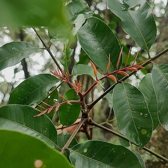 Tapirira Guianensis (Tapirira guianensis)