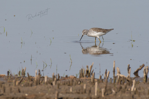 iNaturalist: (c) Yuxuan Liu, some rights reserved (CC BY-NC), uploaded by Yuxuan Liu iNaturalist image